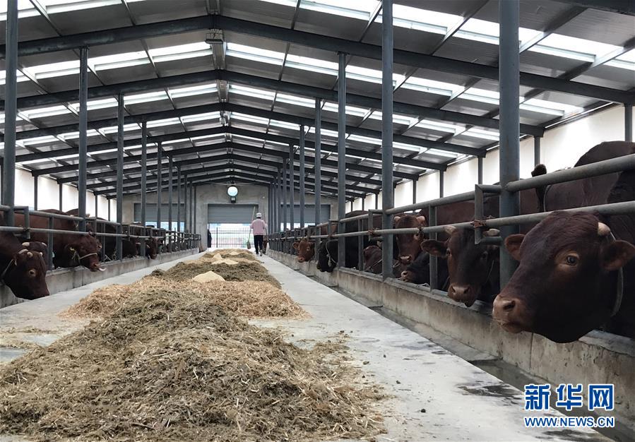 (決戰決勝脫貧攻堅·圖文互動)(2)趕著“紅牛”奔小康