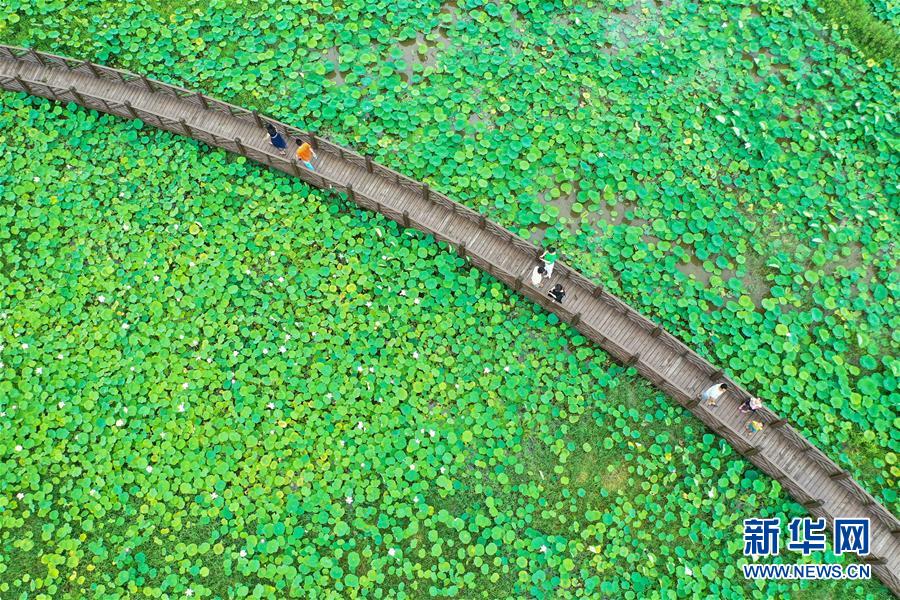 #(社會)(5)賞荷度端午