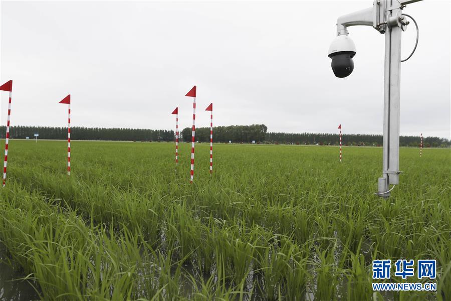 （走向我們的小康生活&middot;圖文互動）（7）端牢&ldquo;中國飯碗&rdquo; 播種綠色小康