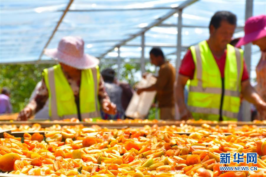 （決戰(zhàn)決勝脫貧攻堅(jiān)&middot;圖文互動(dòng)）（5）新疆&ldquo;杏鄉(xiāng)&rdquo;：杏果飄香 走出深閨助脫貧