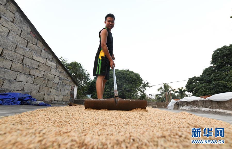 （走向我們的小康生活&middot;圖文互動）（4）黎苗山鄉種養&ldquo;老行當&rdquo;擦亮&ldquo;綠色牌&rdquo;