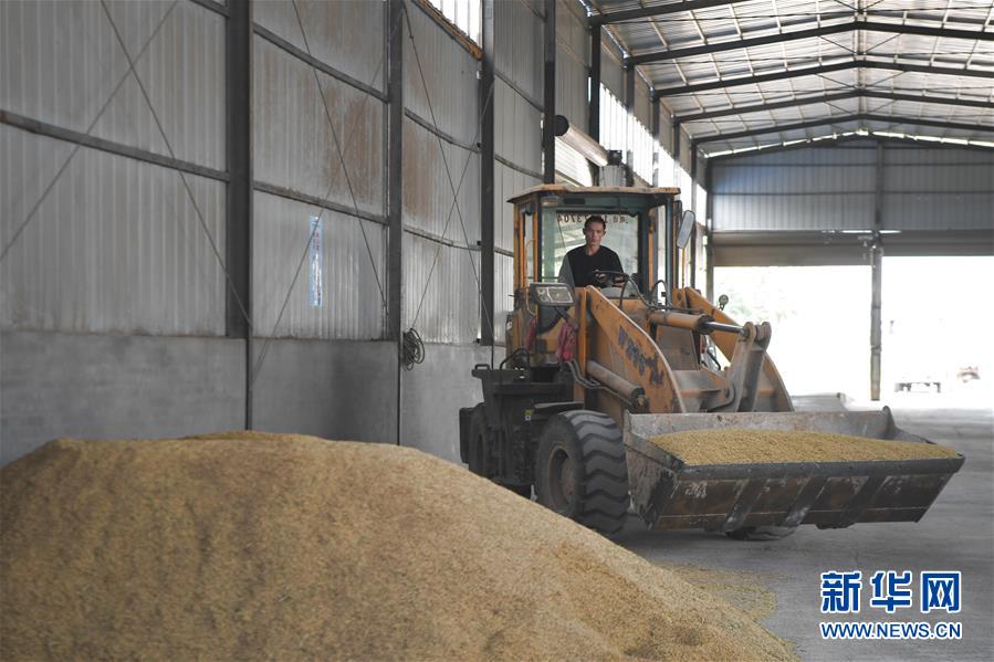 （防汛抗洪&middot;圖文互動(dòng)）（3）洞庭湖畔打響糧食保衛(wèi)戰(zhàn)