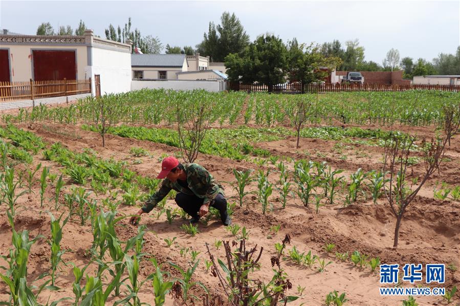 （鄉村振興&middot;圖文互動）（1）內蒙古伊金霍洛旗：自家生豬基地養 環境好來收入旺