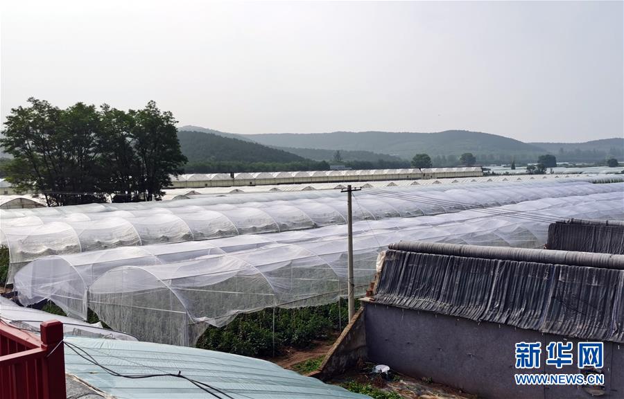 （決戰決勝脫貧攻堅&middot;圖文互動）（2）西紅柿小鎮的&ldquo;致富經&rdquo;