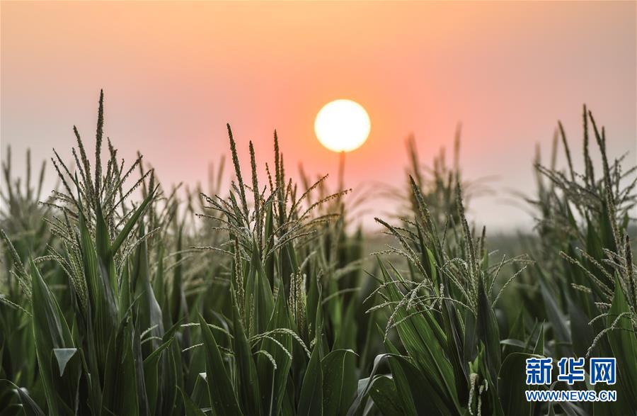（在習(xí)近平新時(shí)代中國特色社會(huì)主義思想指引下&mdash;&mdash;新時(shí)代新作為新篇章&middot;習(xí)近平總書記關(guān)切事&middot;圖文互動(dòng)）（7）讓百姓吃得飽還要吃得好&mdash;&mdash;夯實(shí)糧食安全基礎(chǔ)端牢中國飯碗