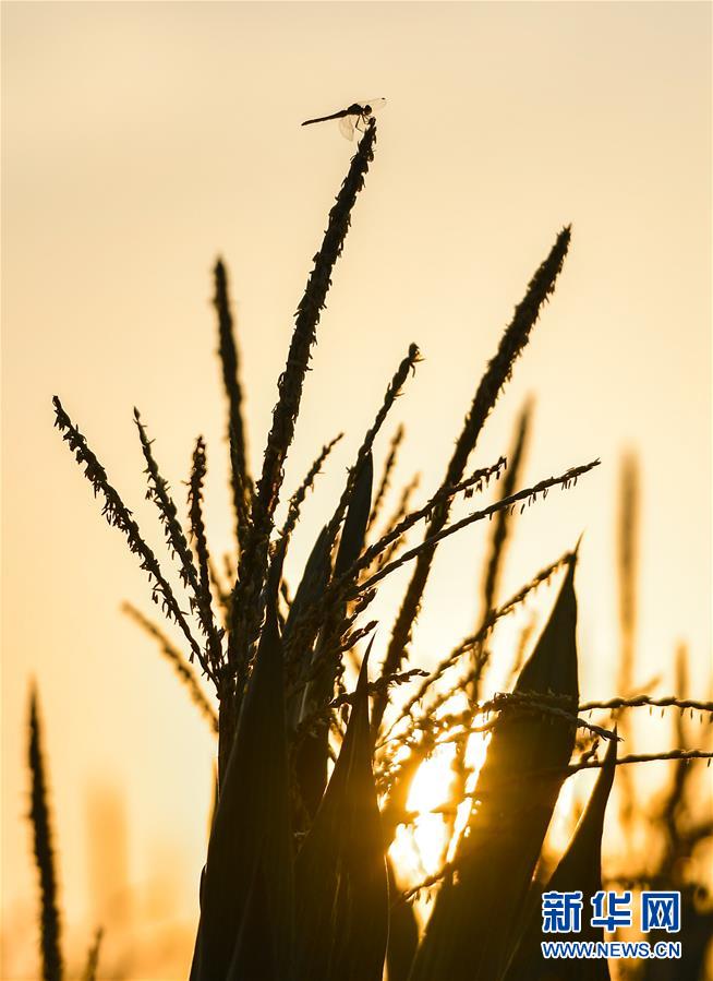 （在習(xí)近平新時(shí)代中國特色社會(huì)主義思想指引下&mdash;&mdash;新時(shí)代新作為新篇章&middot;習(xí)近平總書記關(guān)切事&middot;圖文互動(dòng)）（9）讓百姓吃得飽還要吃得好&mdash;&mdash;夯實(shí)糧食安全基礎(chǔ)端牢中國飯碗