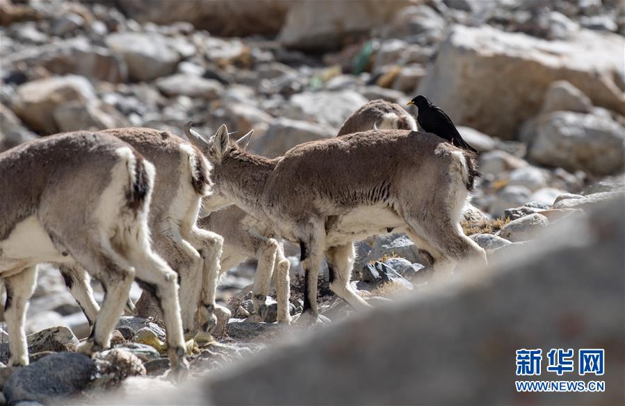 （圖文互動）（3）&ldquo;最美第三極&rdquo;：筑起生態文明高地