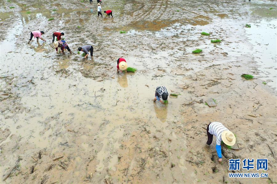 #（經(jīng)濟）（4）湖南：搶插水稻  生產(chǎn)自救