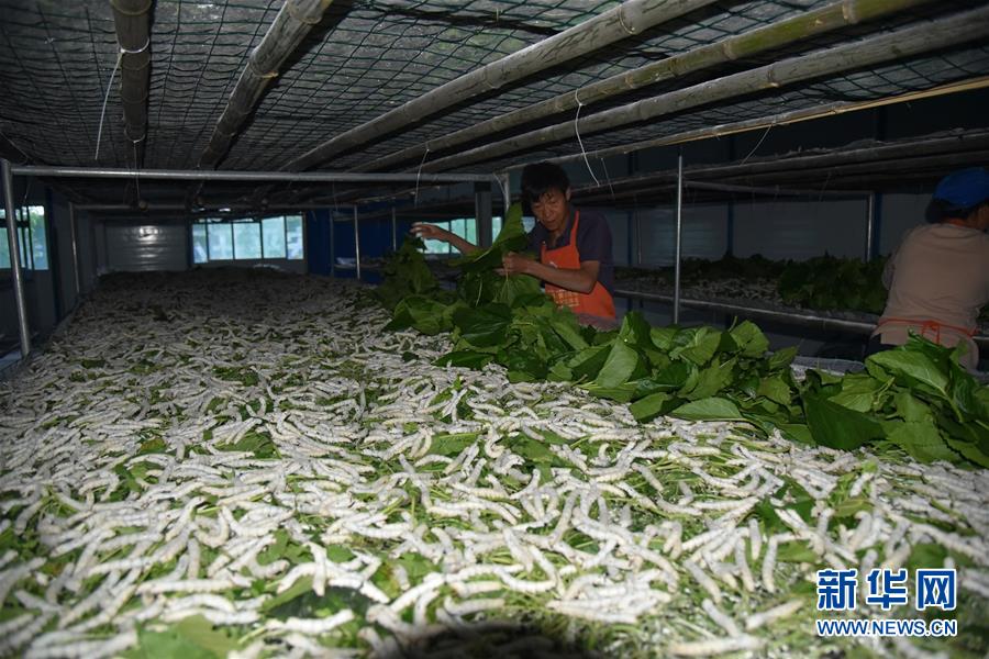 （決戰決勝脫貧攻堅&middot;圖文互動）（1）&ldquo;江南繅絲&rdquo;喀斯特深山扎根記