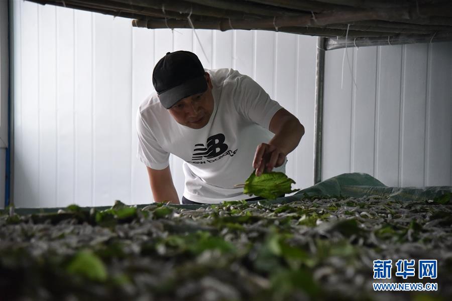 （決戰決勝脫貧攻堅&middot;圖文互動）（3）&ldquo;江南繅絲&rdquo;喀斯特深山扎根記