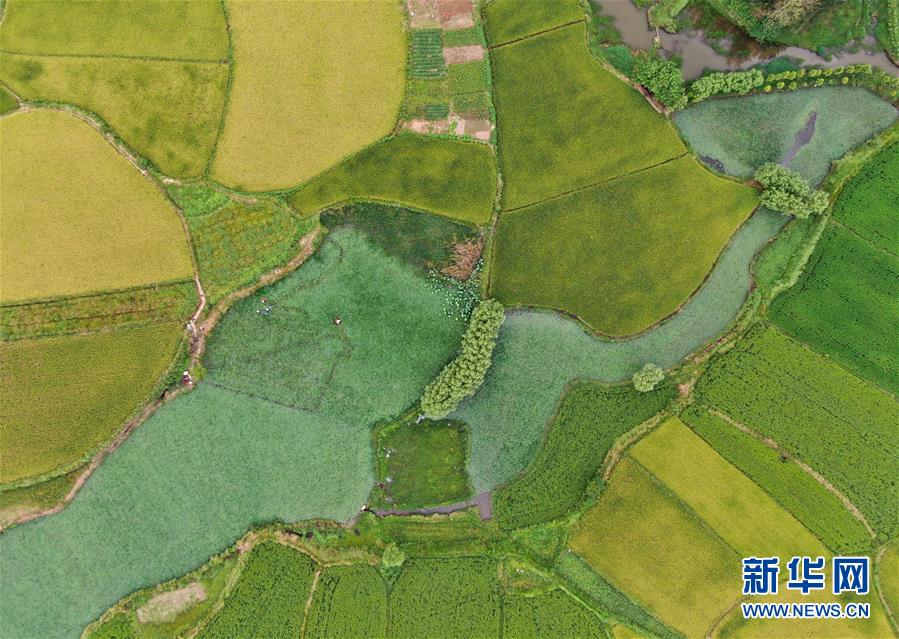 （美麗中國）（3）鄉村稻田&ldquo;調色板&rdquo;