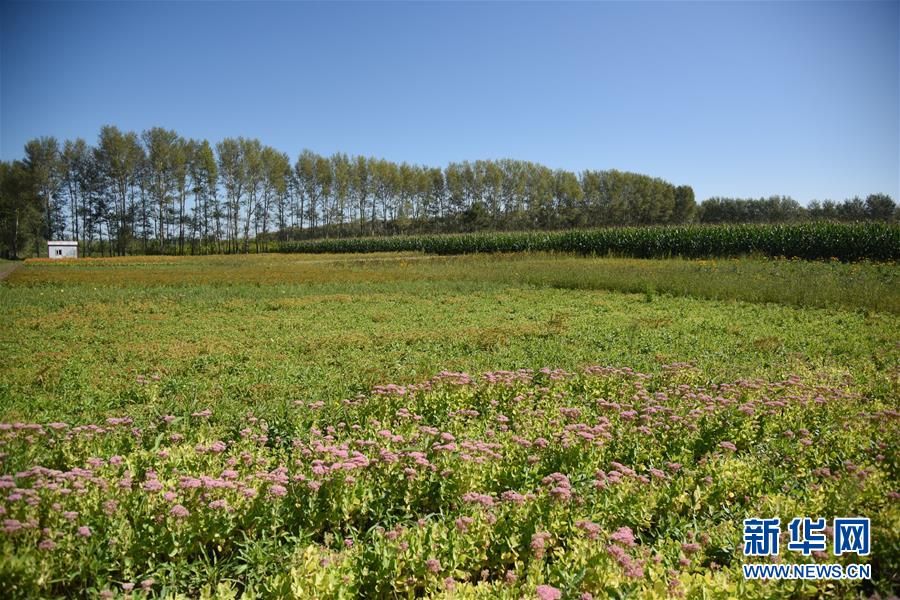 （決戰決勝脫貧攻堅&middot;圖文互動）（3）楊老漢&ldquo;護花&rdquo;巧算&ldquo;脫貧賬&rdquo;