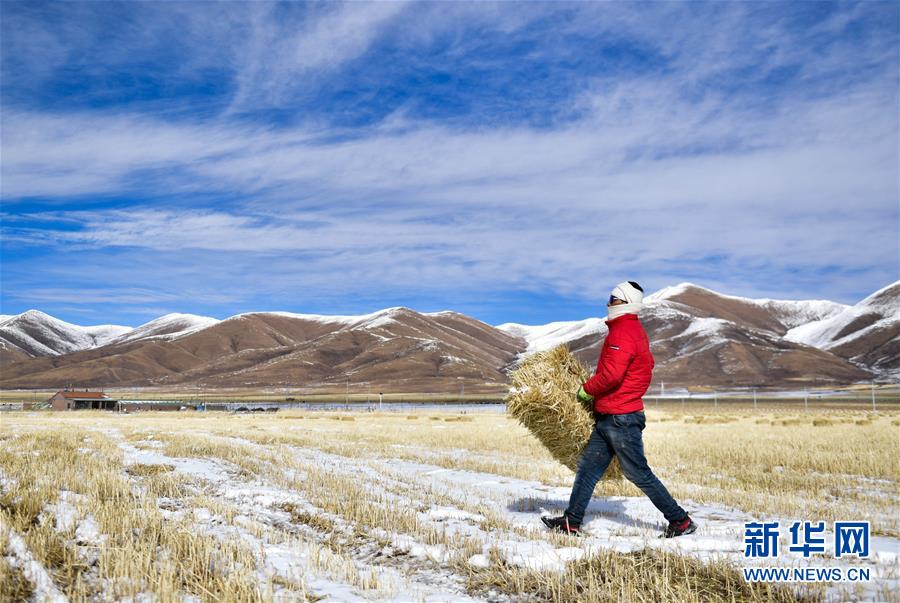 （新華全媒頭條&middot;走向我們的小康生活&middot;圖文互動）（8）綠色繪就三江源&mdash;&mdash;來自青海脫貧奔小康一線的蹲點報告