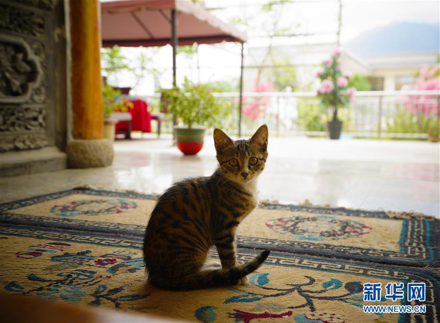 （走向我們的小康生活&middot;決戰決勝脫貧攻堅&middot;圖文互動）（3）甘青交界處的跨越&mdash;&mdash;保安族、撒拉族的脫貧故事