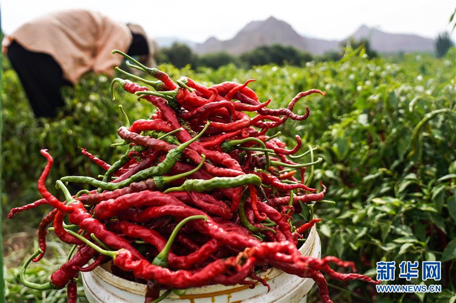 （走向我們的小康生活&middot;決戰決勝脫貧攻堅&middot;圖文互動）（8）甘青交界處的跨越&mdash;&mdash;保安族、撒拉族的脫貧故事 