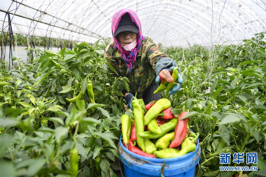 （新華全媒頭條&middot;走向我們的小康生活&middot;圖文互動）（10）黑土地上是我家&mdash;&mdash;在吉林，一瞥中國東北鄉村美麗未來