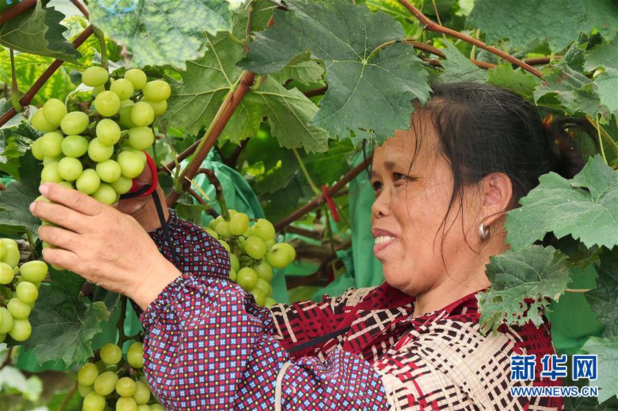 （決戰決勝脫貧攻堅&middot;圖文互動）（2）同飲一江水 攜手&ldquo;斬窮根&rdquo;&mdash;&mdash;深圳對口廣西河池、百色扶貧協作見聞