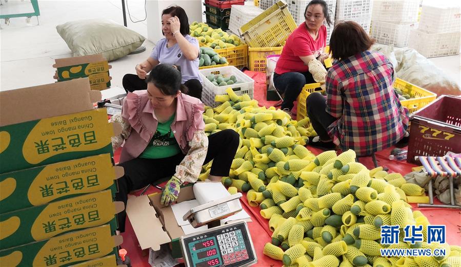 （決戰決勝脫貧攻堅&middot;圖文互動）（3）同飲一江水 攜手&ldquo;斬窮根&rdquo;&mdash;&mdash;深圳對口廣西河池、百色扶貧協作見聞