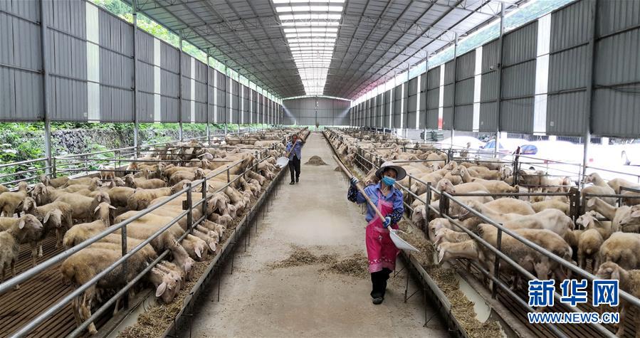 （決戰決勝脫貧攻堅&middot;圖文互動）（5）同飲一江水 攜手&ldquo;斬窮根&rdquo;&mdash;&mdash;深圳對口廣西河池、百色扶貧協作見聞