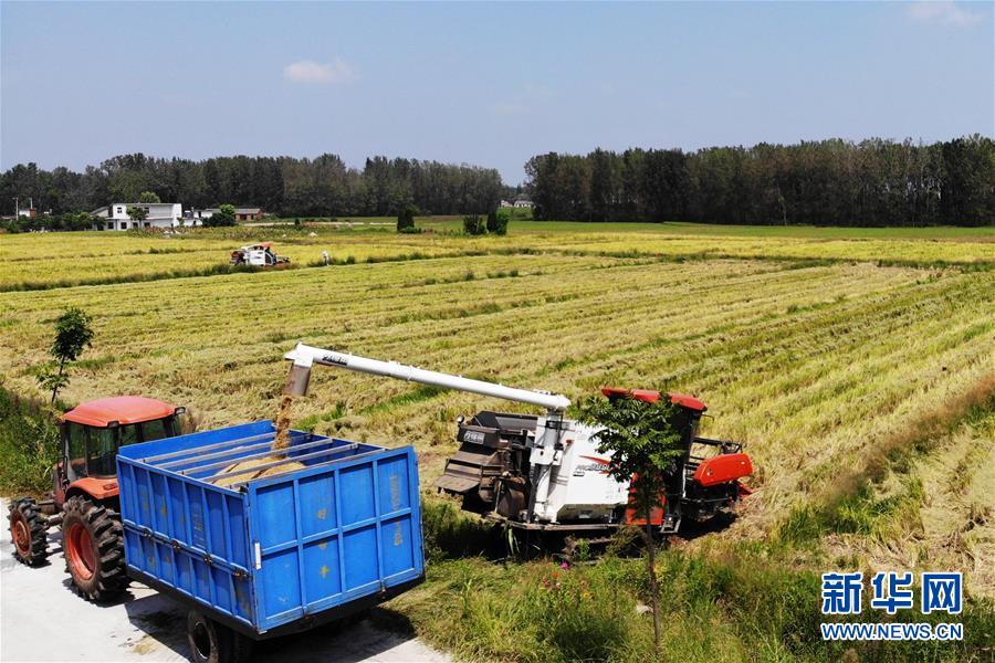 （新華全媒頭條&middot;圖文互動）（9）天道酬勤的大地贊歌&mdash;&mdash;寫在第三個中國農民豐收節之際