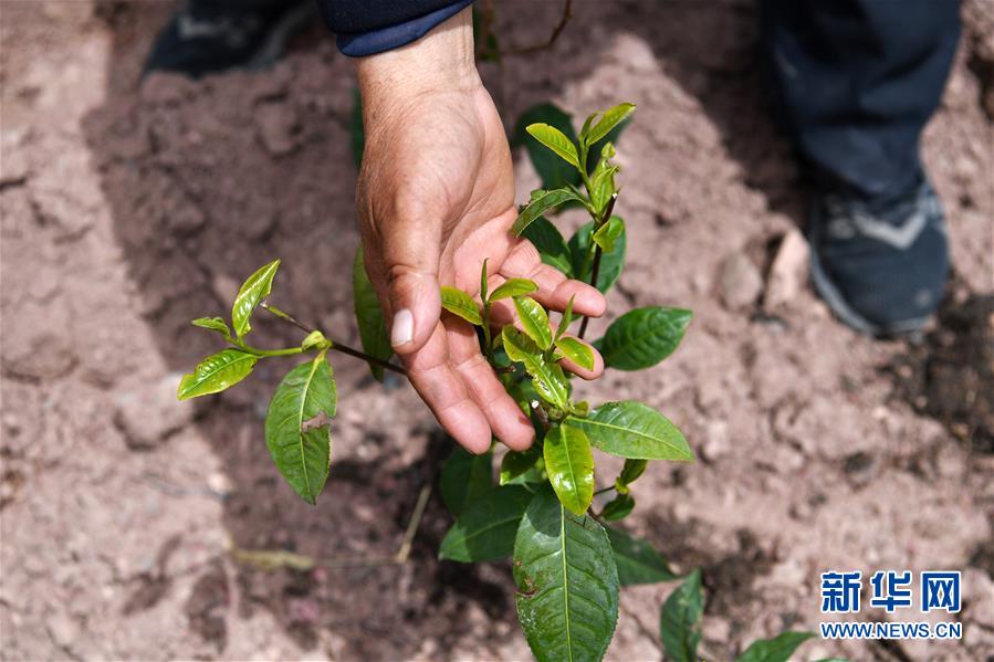 (西藏昌都解放70周年·圖文互動(dòng))(2)“我有一個(gè)植樹(shù)夢(mèng)”——扎西旺堆和他的“綠色家園”