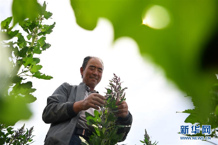 （新華全媒頭條&middot;圖文互動）（12）大山的回響&mdash;&mdash;三個民族自治縣的70年巨變