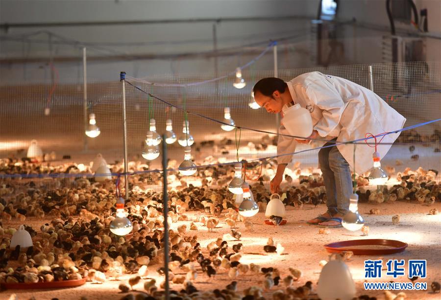 （新華全媒頭條&middot;圖文互動）（9）決戰千山萬弄間&mdash;&mdash;廣西&ldquo;極貧角落&rdquo;最后攻堅記