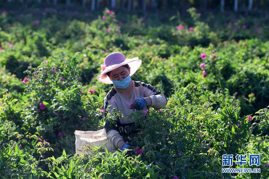 （新華全媒頭條&middot;圖文互動）（11）新天地 新兒女 新奇跡&mdash;&mdash;脫貧攻堅繪就新疆新圖景
