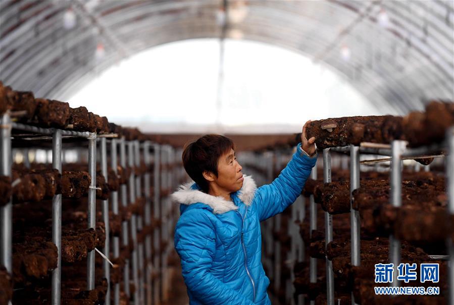 （決戰(zhàn)決勝脫貧攻堅(jiān)&middot;圖文互動(dòng)）（8）17代人追逐的夢(mèng)想實(shí)現(xiàn)了&mdash;&mdash;記冀南平原劉秋口村變遷 