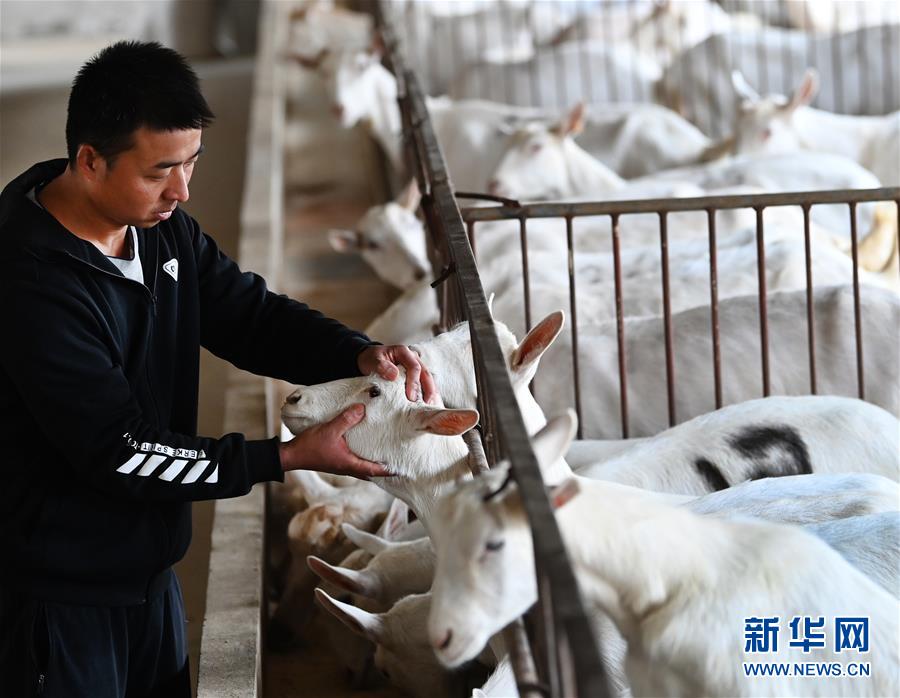 (五中全會精神在基層·圖文互動)(1)大學生“羊倌”成了致富“領頭羊”