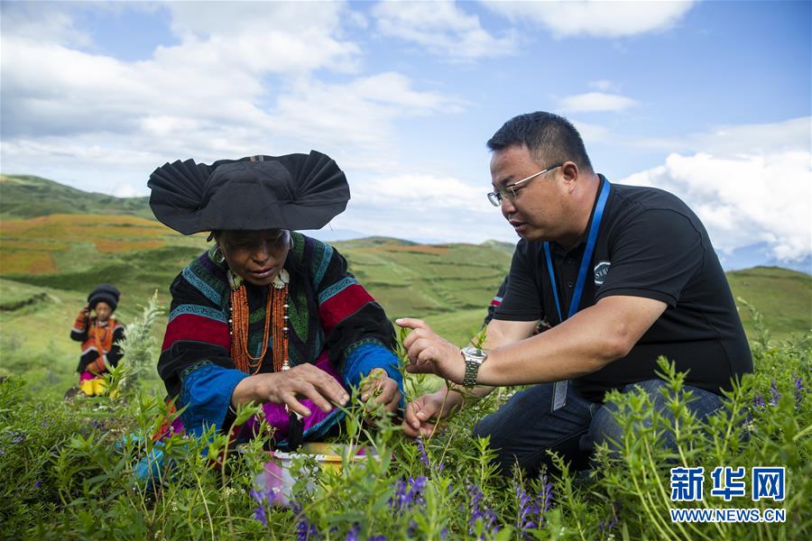 （鄉村振興&middot;圖文互動）（7）涼山深處有&ldquo;黃金&rdquo;