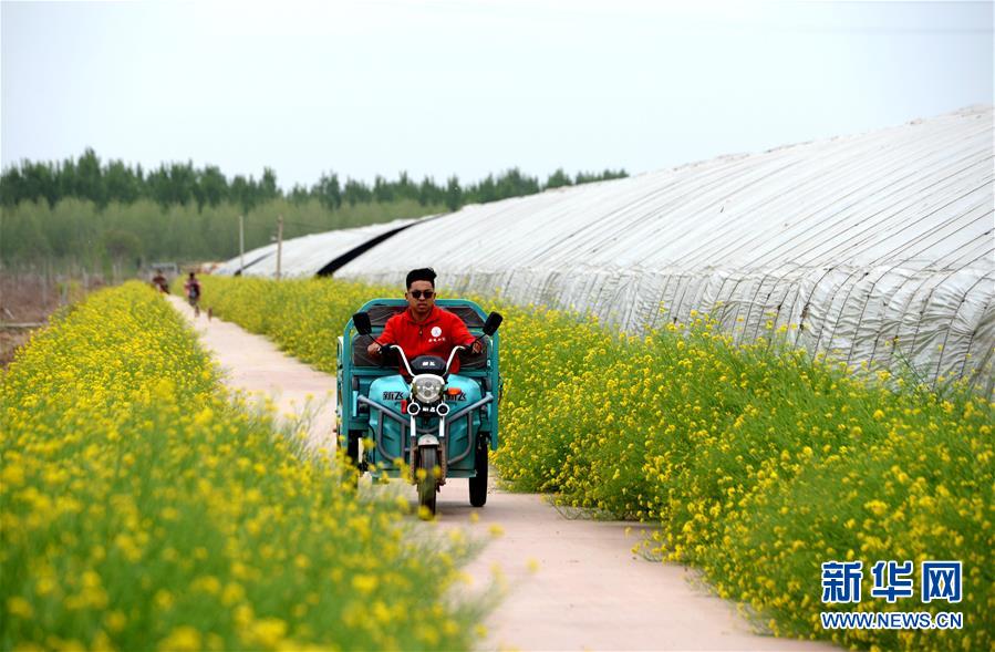(在習(xí)近平新時代中國特色社會主義思想指引下——新時代新作為新篇章·總書記關(guān)心的百姓身邊事·圖文互動)(3)“農(nóng)”字頭照樣“大”作為——豐收時節(jié)看涉農(nóng)高校人才在希望的田野