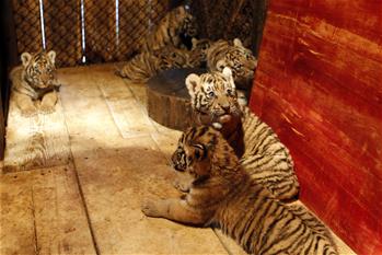 一東北虎在云南成功產下七崽