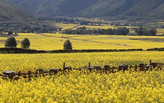 四川道孚：油菜花海美如畫