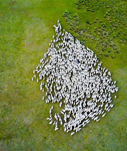 草原獎勵補助政策助內蒙古草原生態恢復