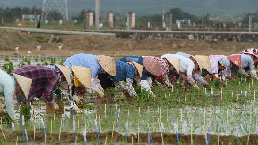 海南農墾：農業&ldquo;國家隊&rdquo;打贏改革&ldquo;翻身仗&rdquo;
