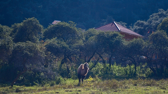 青?？柎澹?ldquo;光棍村&rdquo;的華麗轉身
