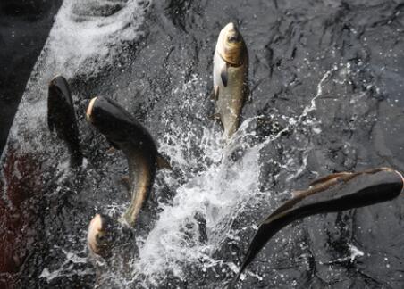 千島之問&mdash;&mdash;浙江千島湖的生態和諧之道