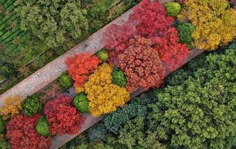 南京紫金山&ldquo;色彩斑斕&rdquo;迎來最美季