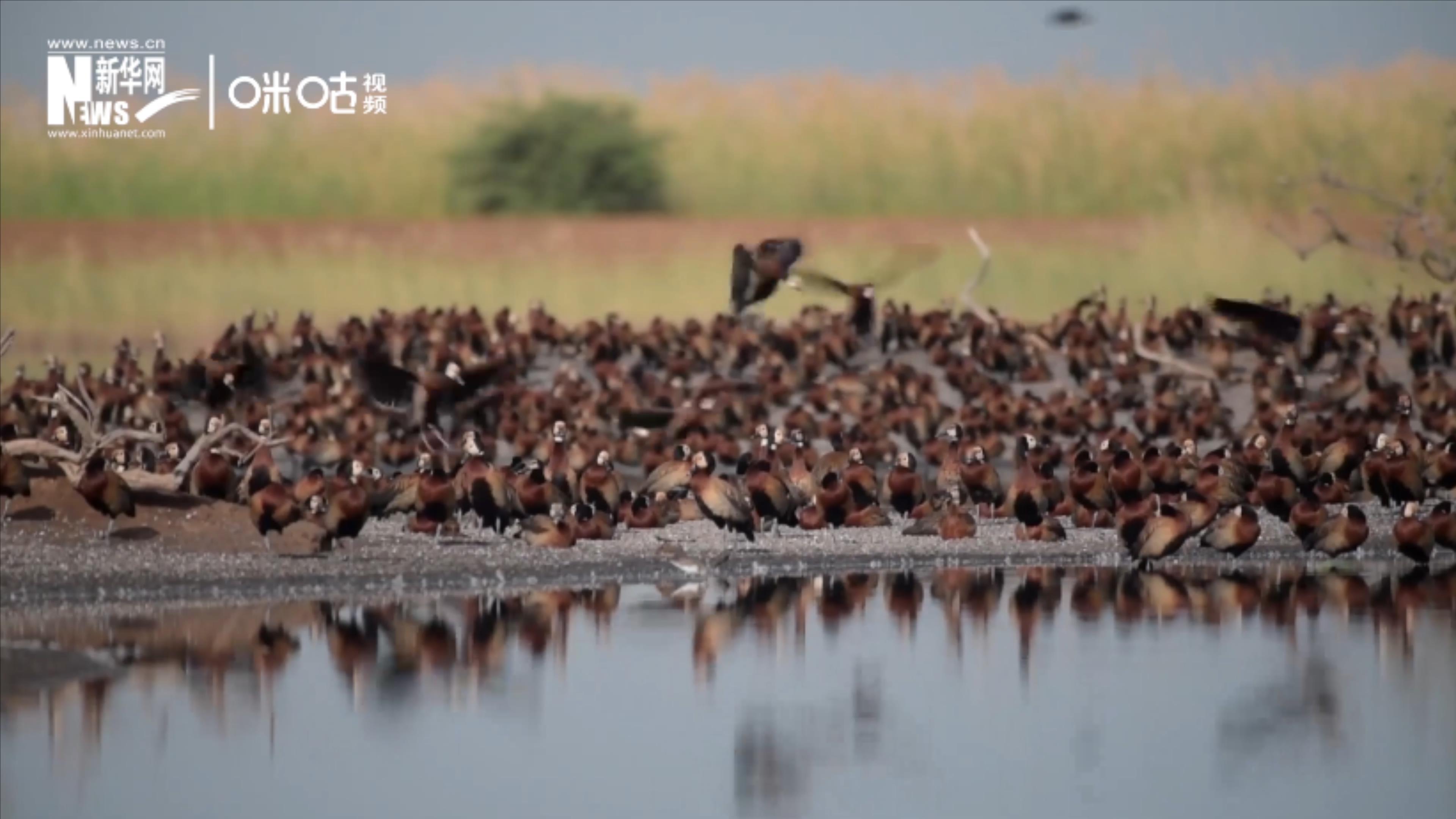 候鳥將人類、生態系統和世界各國連在一起