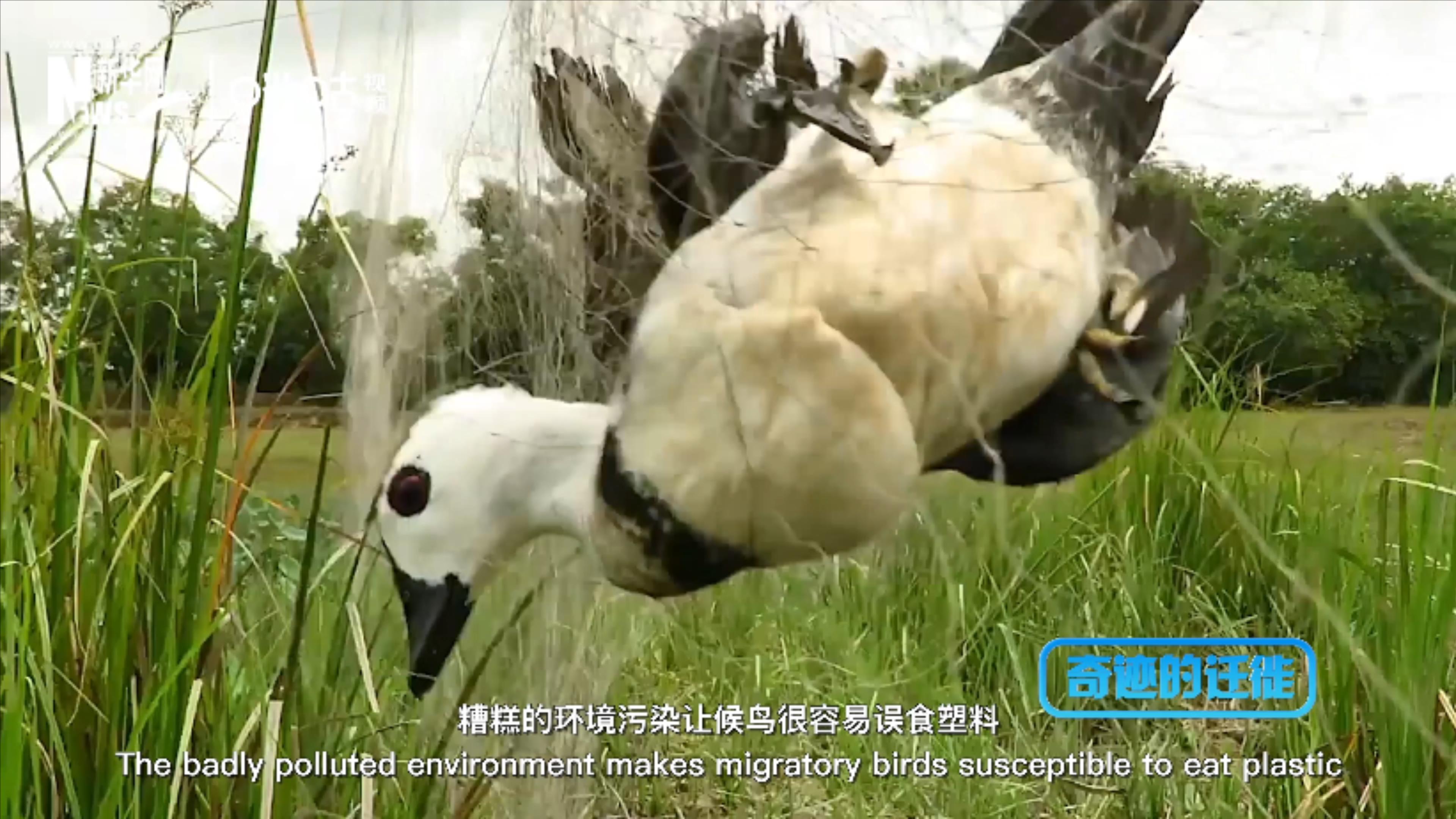 棲息地減少、環境污染、捕殺正威脅著候鳥的生存