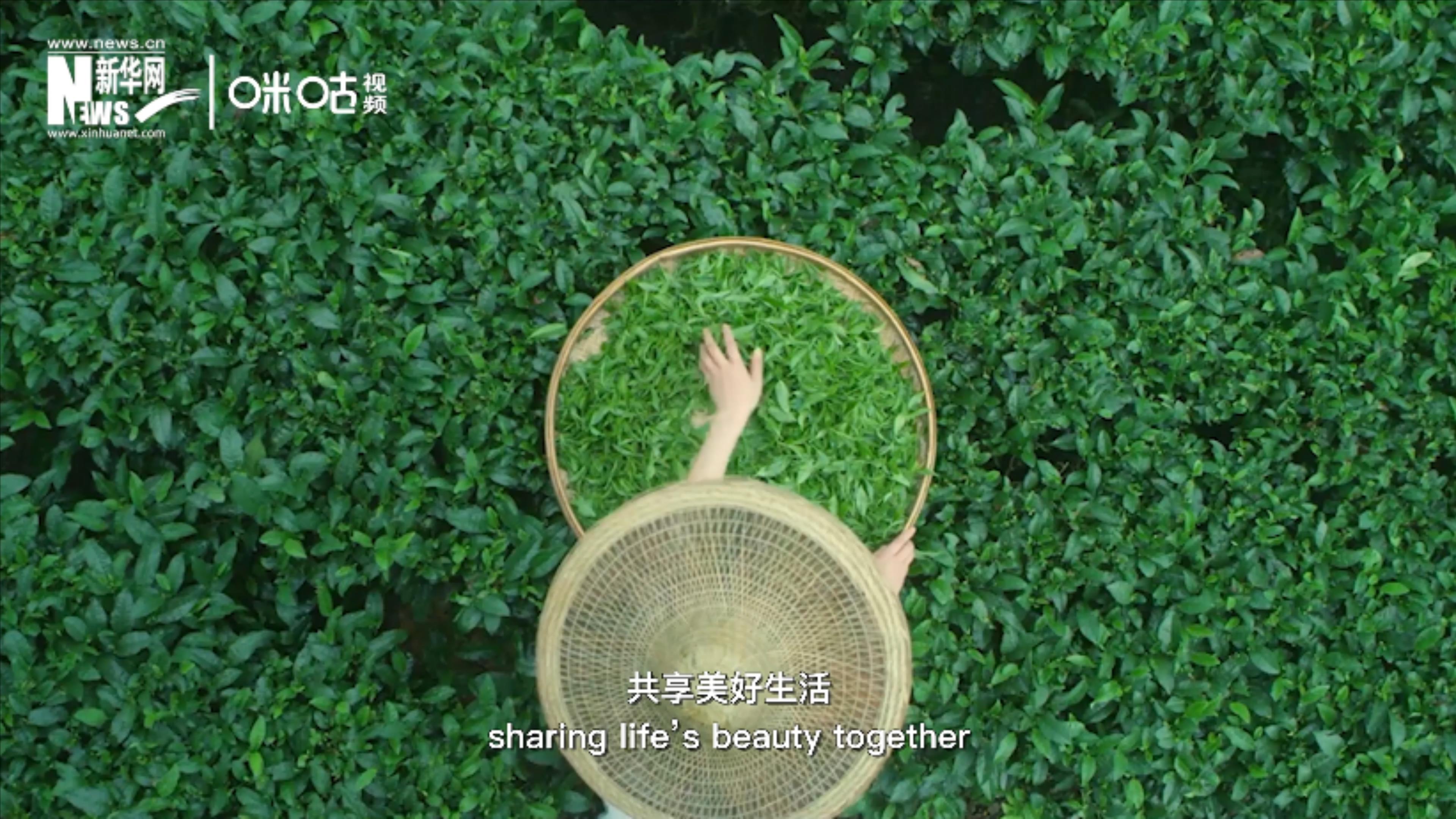 聯(lián)合國把每年的5月21日設為&ldquo;國際茶日&rdquo;