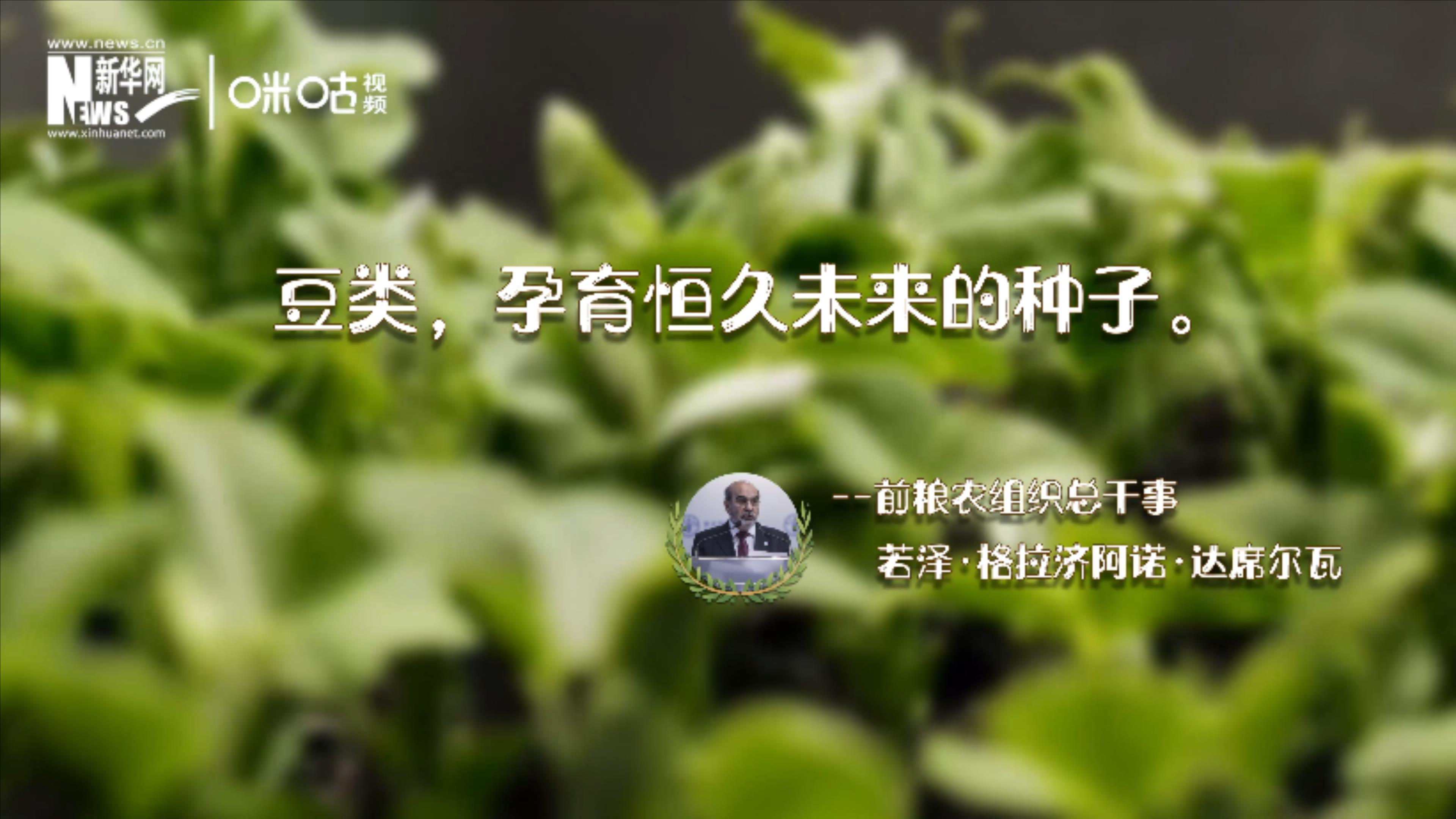 豆類，孕育恒久未來的種子