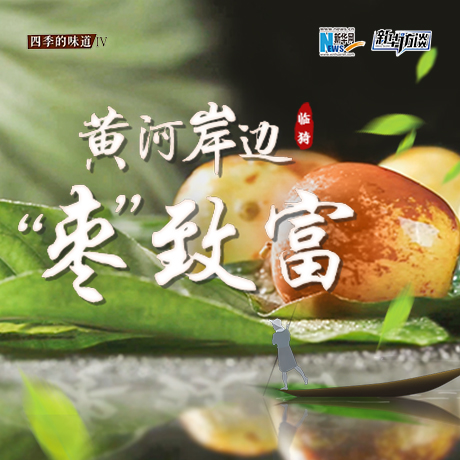 黃河岸邊&ldquo;棗&rdquo;致富