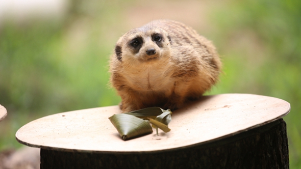 歡樂&ldquo;粽&rdquo;動員！小動物們吃上了&ldquo;專屬&rdquo;粽子