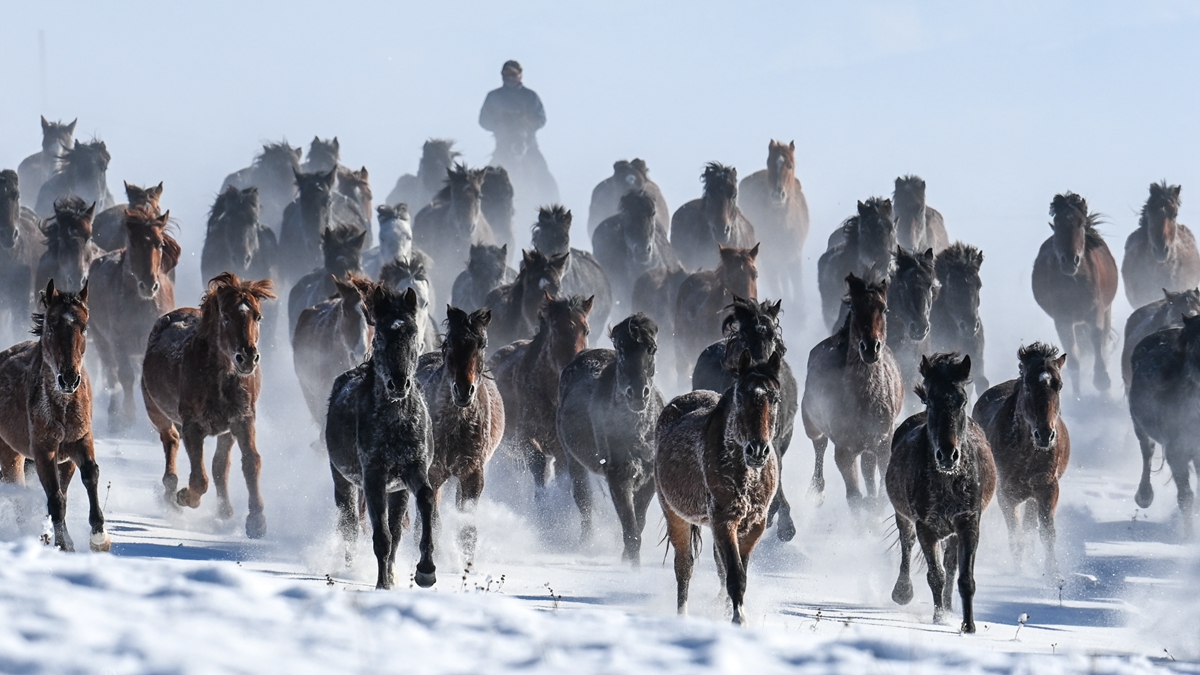 新疆&ldquo;天馬之鄉&rdquo;：旅游產業&ldquo;策馬奔騰&rdquo;