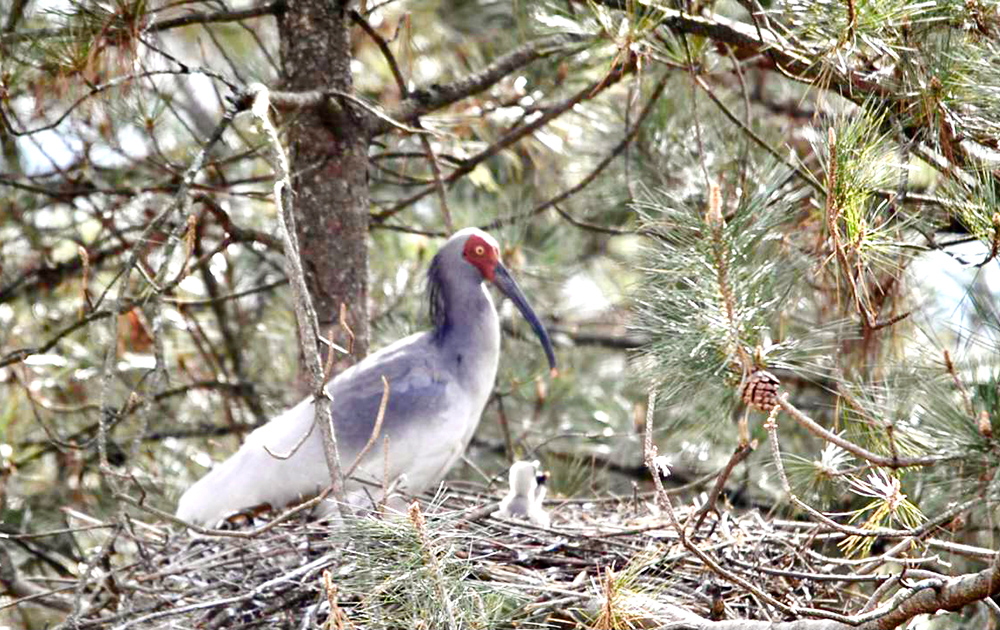 陜西漢中4只朱鹮寶寶&ldquo;早產&rdquo;23天全部存活