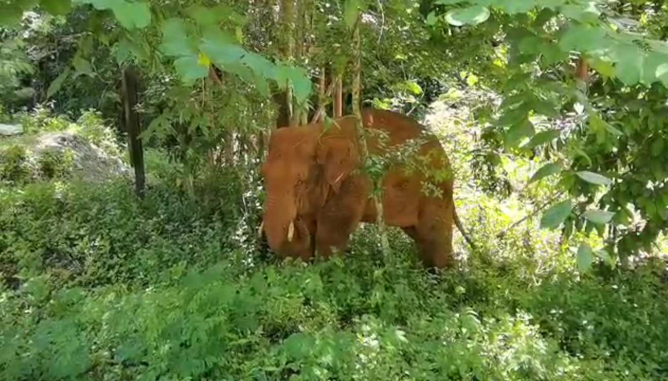 離群32天！云南北移離群獨象安全回家 專家詳解獨象&ldquo;南歸&rdquo;