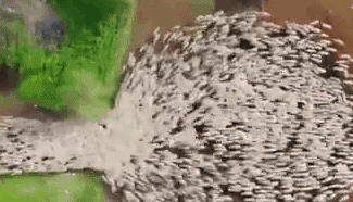 航拍記錄以色列千只綿羊&ldquo;開飯&rdquo;現場