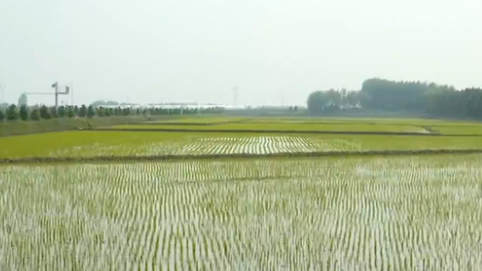 黑龍江：&ldquo;稻田公園&rdquo;迎賓客 農民收入穩增長